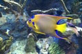 Blue Yellow Fish