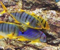 Blue and yellow fishes in aquarium.