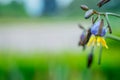 Blue and yellow flowers on green background