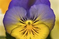 Blue Yellow Garden Pansy Blooming Macro Washington Royalty Free Stock Photo