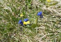 Blue, yellow gentians, flowers
