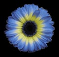 Blue-yellow gerbera flower black isolated background with clipping path. Closeup. no shadows. For design Royalty Free Stock Photo