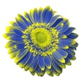 Blue-yellow gerbera flower on a white isolated background with clipping path. Closeup. For design. Royalty Free Stock Photo