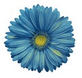 Blue-yellow gerbera flower, white isolated background with clipping path. Closeup. no shadows. For design. Royalty Free Stock Photo