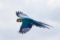 Blue and yellow macaw in flight. Wild parrot flying Royalty Free Stock Photo