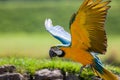 Blue and yellow gold macaw. Beautiful parrot bird flying in cl Royalty Free Stock Photo