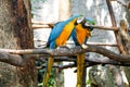 Blue and Yellow Gold Macaw Parrot Beautiful Birds in Zoo Royalty Free Stock Photo