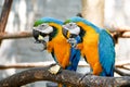 Blue and Yellow Gold Macaw Parrot Beautiful Birds in Zoo Royalty Free Stock Photo