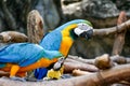 Blue and Yellow Gold Macaw Parrot Beautiful Birds in Zoo Royalty Free Stock Photo