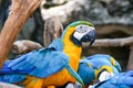 Blue and Yellow Gold Macaw Parrot Beautiful Birds in Zoo Royalty Free Stock Photo