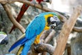 Blue and Yellow Gold Macaw Parrot Beautiful Birds in Zoo Royalty Free Stock Photo