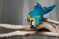Blue Yellow Gold Macaw Parrot Bird on Branch Biting Wood