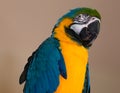 Blue Yellow Gold Macaw Parrot Bird Close Up Face Royalty Free Stock Photo