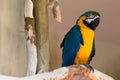 Blue Yellow Gold Macaw Parrot Bird on Tree Branch Looking Right Royalty Free Stock Photo