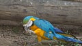 Blue and yellow gold macaw parrot Royalty Free Stock Photo