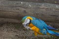 Blue and yellow gold macaw parrot Royalty Free Stock Photo