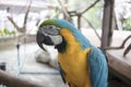 Blue, yellow, green, black and white parrot standing on a branch Royalty Free Stock Photo