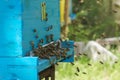 Blue and yellow hive with a swarm of honey bees