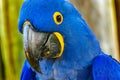 Blue Yellow Hyacinth Macaw Parrot Feathers Royalty Free Stock Photo