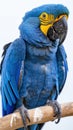 Blue and Yellow Hyacinth Macaw Perched on Branch Royalty Free Stock Photo