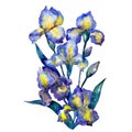 Blue yellow iris floral botanical flowers. Watercolor background set. Isolated bouquet illustration element.