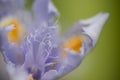 Blue and yellow Iris flower detail Royalty Free Stock Photo