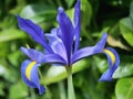 Blue and yellow iris in flower Royalty Free Stock Photo