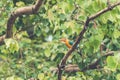 Blue and yellow Kingfisher bird in a tree in asia