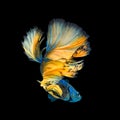 Blue Yellow Long Tail Halfmoon Betta or Siamese Fighting Fish Sw Royalty Free Stock Photo