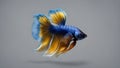 Blue Yellow Long Tail Halfmoon Betta or Siamese Fighting Fish Swimming Isolated on grey Background