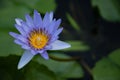 Blue and yellow lotus flower