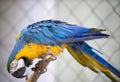 Blue yellow macaw Royalty Free Stock Photo