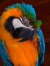 Blue-Yellow Macaw Royalty Free Stock Photo