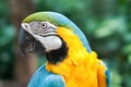 Blue-and-yellow macaw