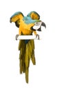 Blue-and-yellow Macaw Royalty Free Stock Photo