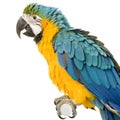 Blue-and-yellow Macaw