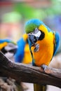 Blue-yellow Macaw