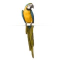 Blue-and-yellow Macaw