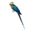 Blue-and-yellow Macaw