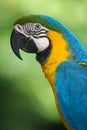 Blue & Yellow Macaw Royalty Free Stock Photo