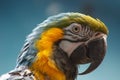 Blue-and-yellow Macaw