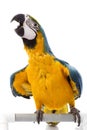 Blue-and-yellow Macaw