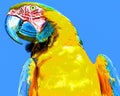 The Blue-and-Yellow Macaw, also known as the Blue-and-Gold Macaw