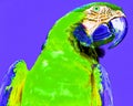 The Blue-and-Yellow Macaw, also known as the Blue-and-Gold Macaw