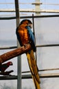 The blue and yellow macaw, also known as the blue-and-gold macaw, large parrot with bluetop parts and light orange underparts.