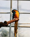 The blue and yellow macaw, also known as the blue-and-gold macaw, large parrot with bluetop parts and light orange underparts.