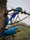 The blue and yellow macaw, also known as the blue-and-gold macaw, large parrot with bluetop parts and light orange underparts.