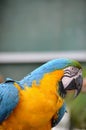 The blue and yellow macaw, also known as the blue-and-gold macaw, large parrot with bluetop parts and light orange underparts.