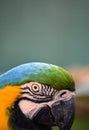 The blue and yellow macaw, also known as the blue-and-gold macaw, large parrot with bluetop parts and light orange underparts. Royalty Free Stock Photo