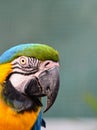 The blue and yellow macaw, also known as the blue-and-gold macaw, large parrot with bluetop parts and light orange underparts.